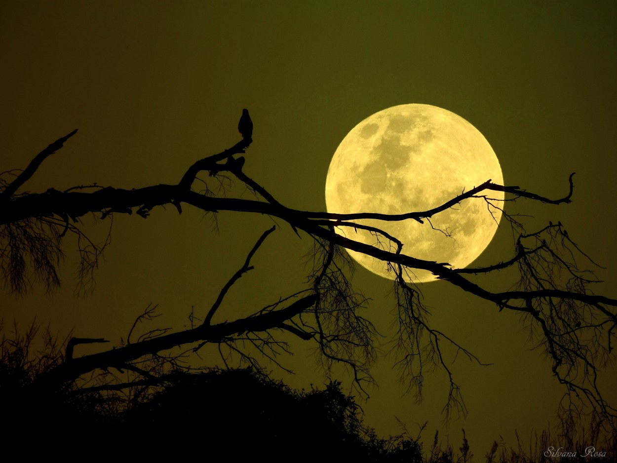 "Noche de Luna llena" de Silvana Rosa Varga Toth