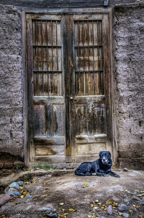 "Perro negro" de Pablo Perez Dellepiane