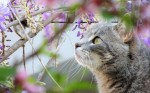 Spring Cat
