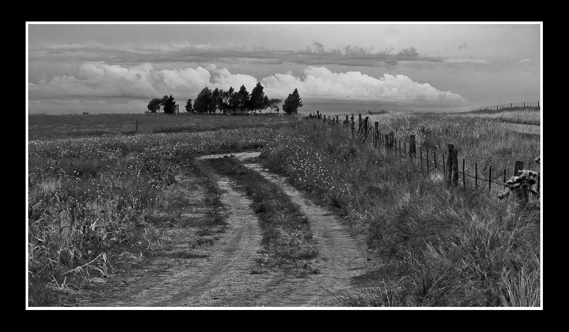 "El camino" de Gustavo Bortolas
