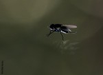 La mosca