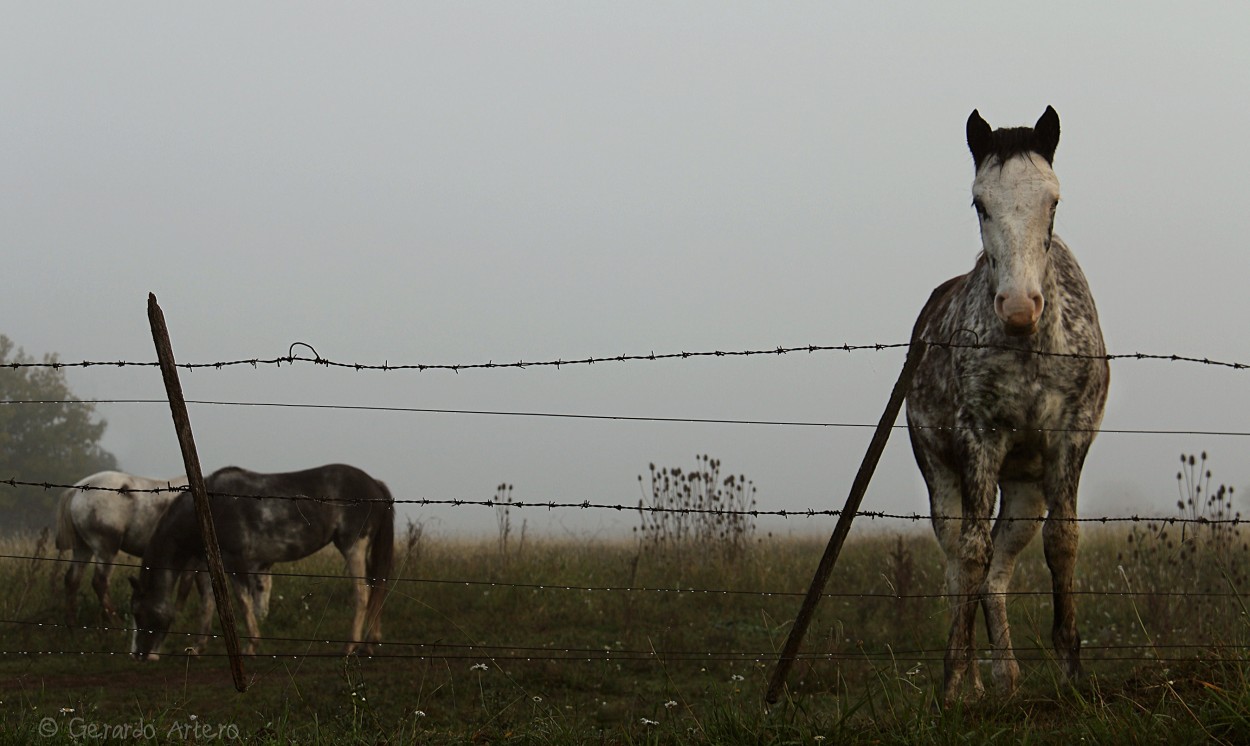 "Una mañana de tres caballos." de Gerardo Artero