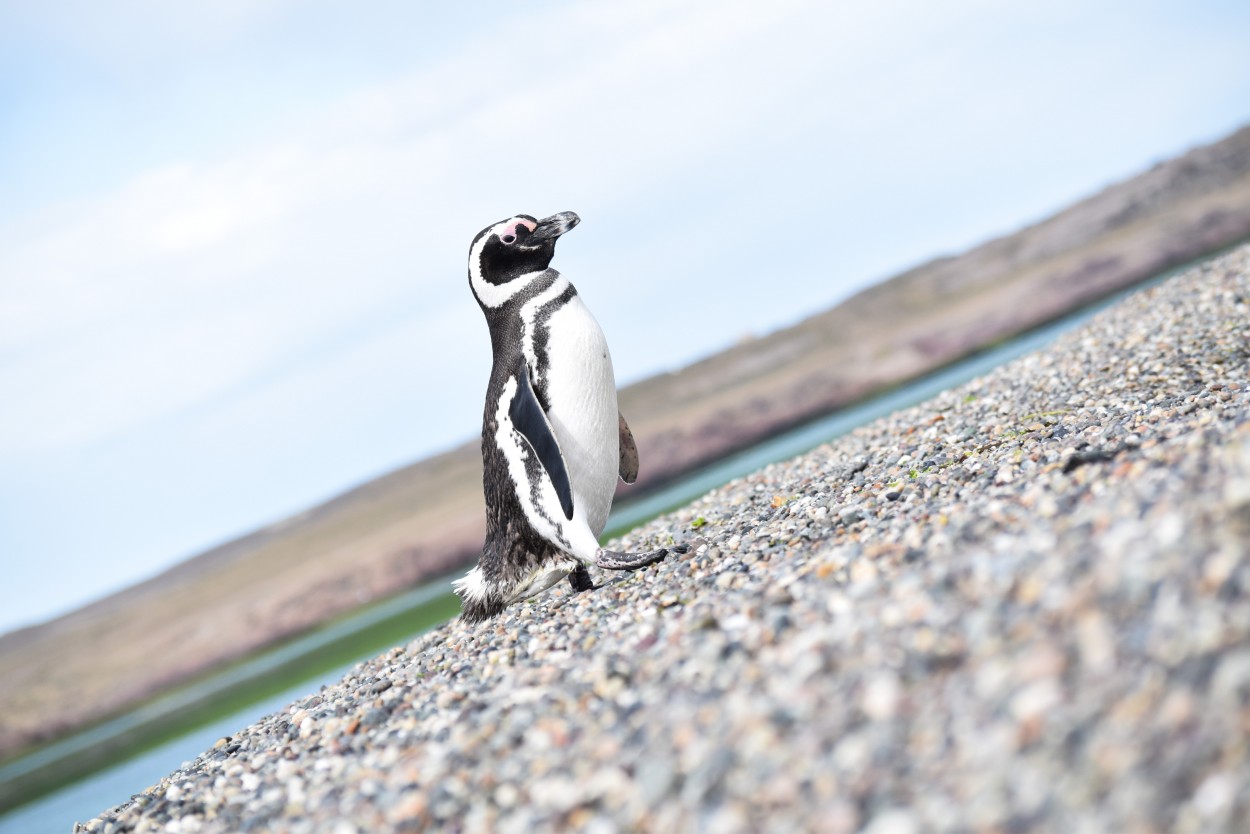 "Pinguino, Puerto Deseado, Santa Cruz" de Lucas Brun
