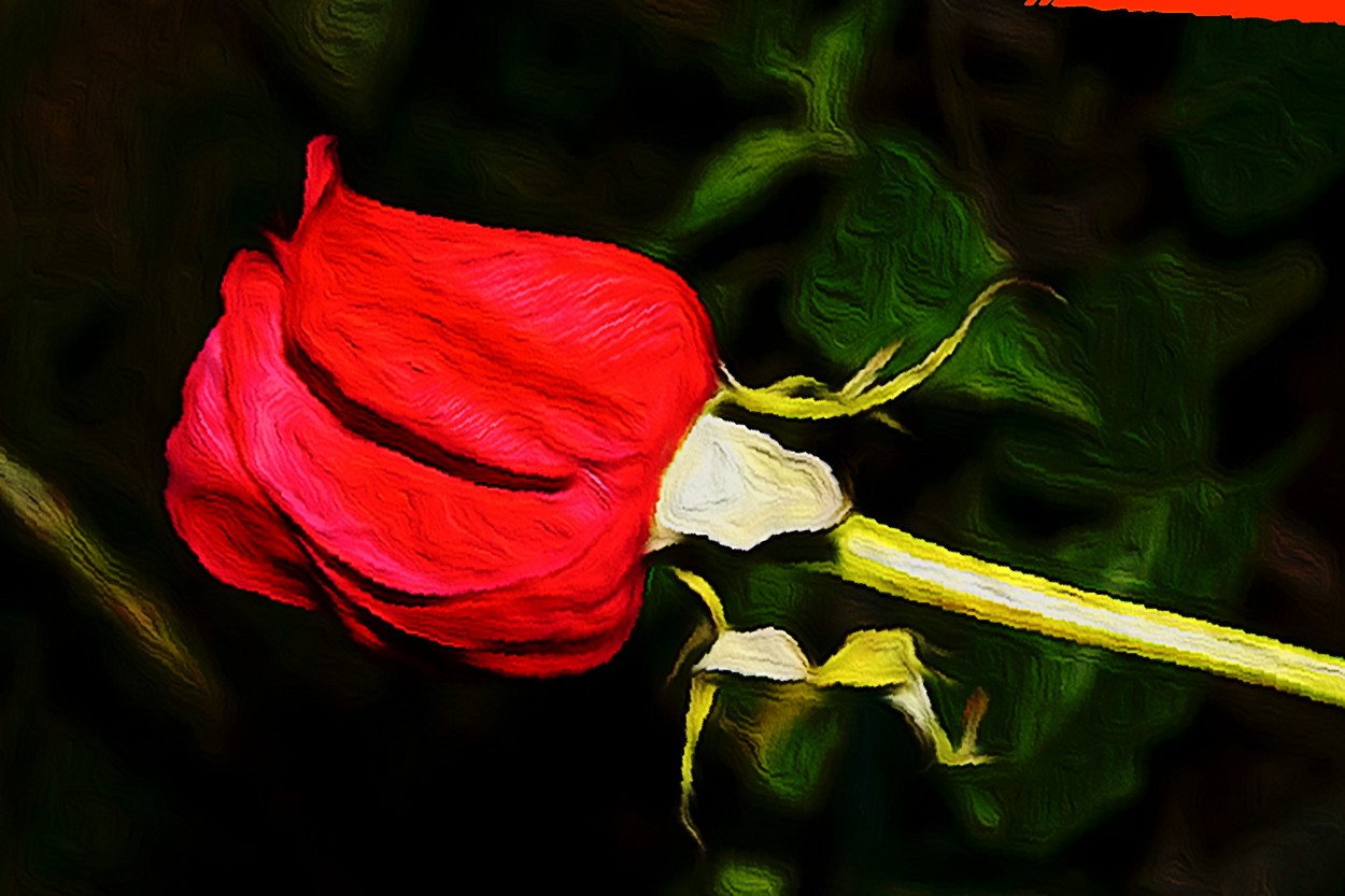"Rosa" de Claudio H. Fioretti