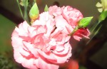 la rosa rosada