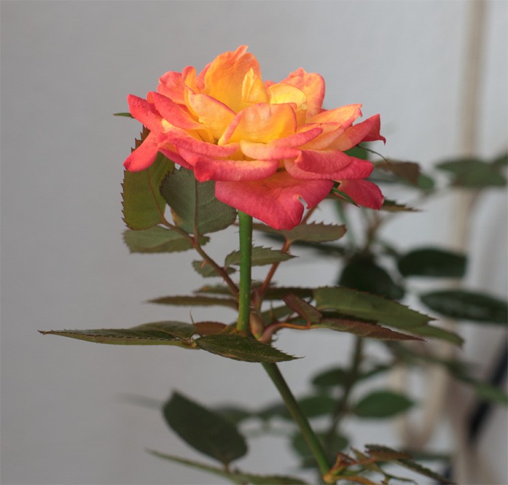 "Rosa multicolor" de Roberto Retta