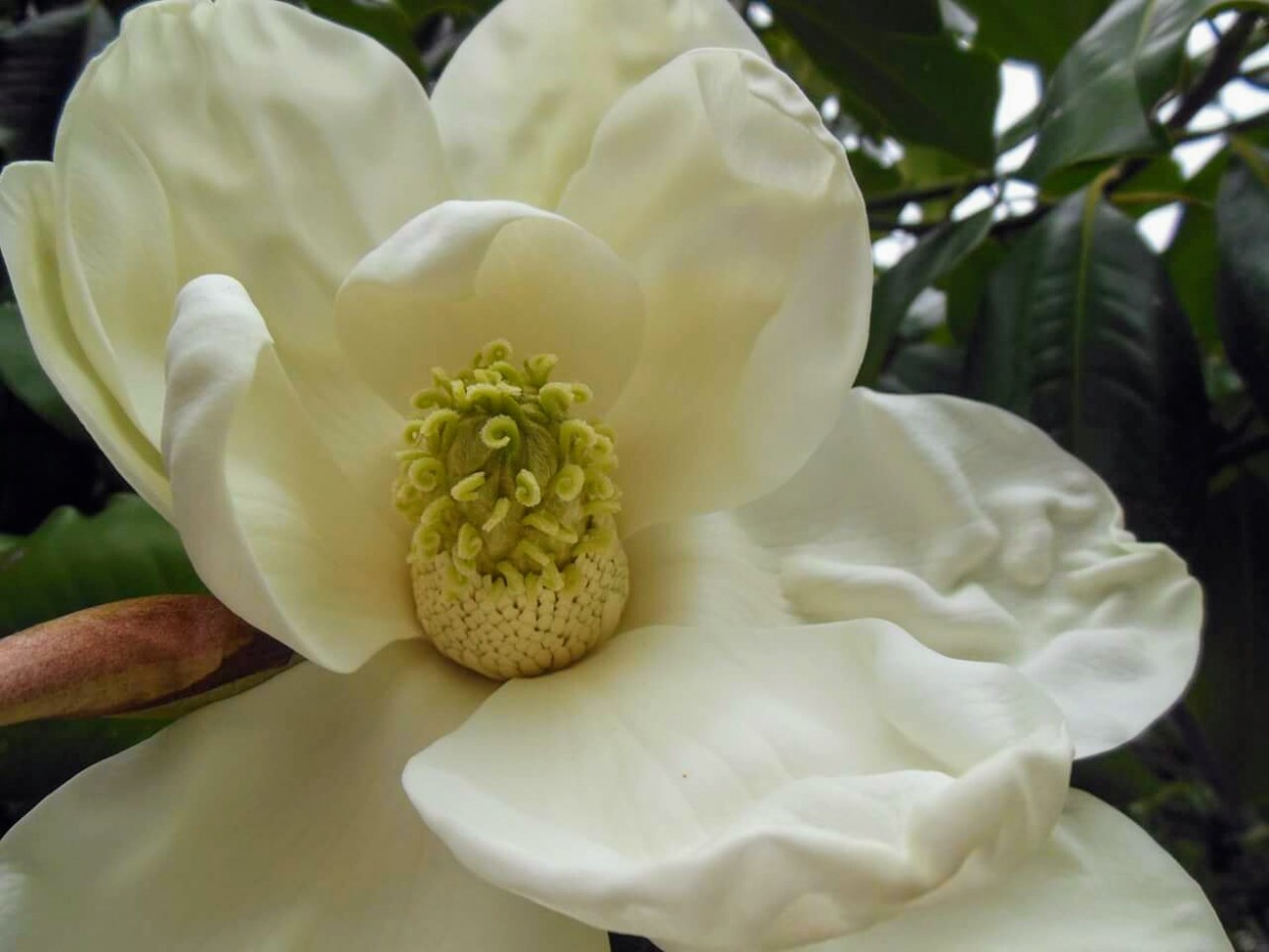 "Magnolia" de Patricia Bottero