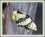 Mariposa golondrina