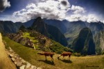 Las llamas de Machu Picchu
