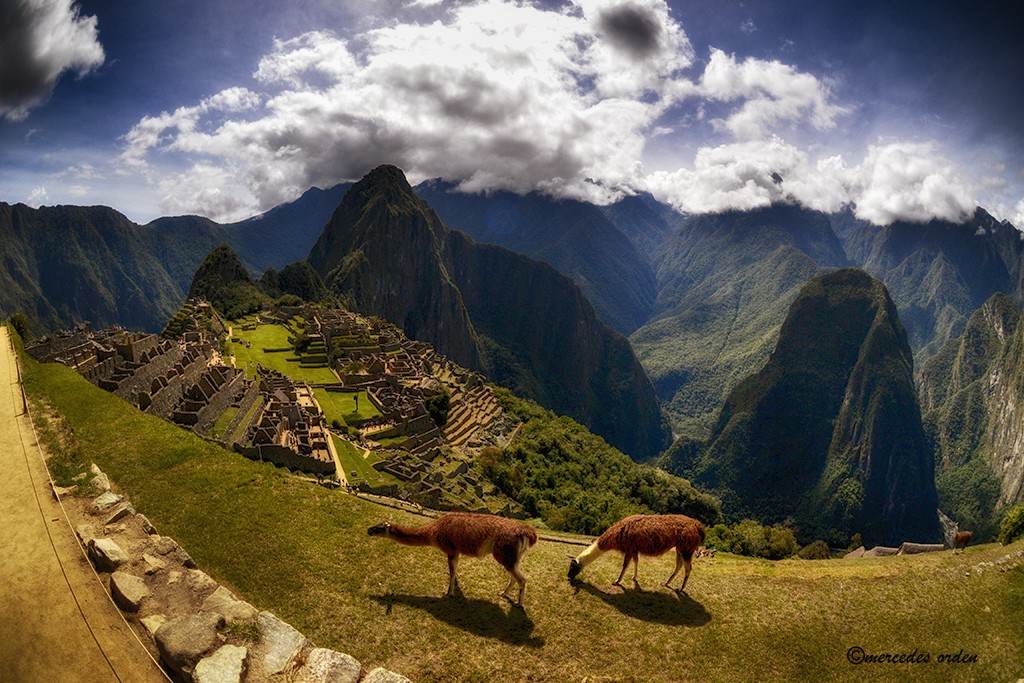 "Las llamas de Machu Picchu" de Mercedes Orden