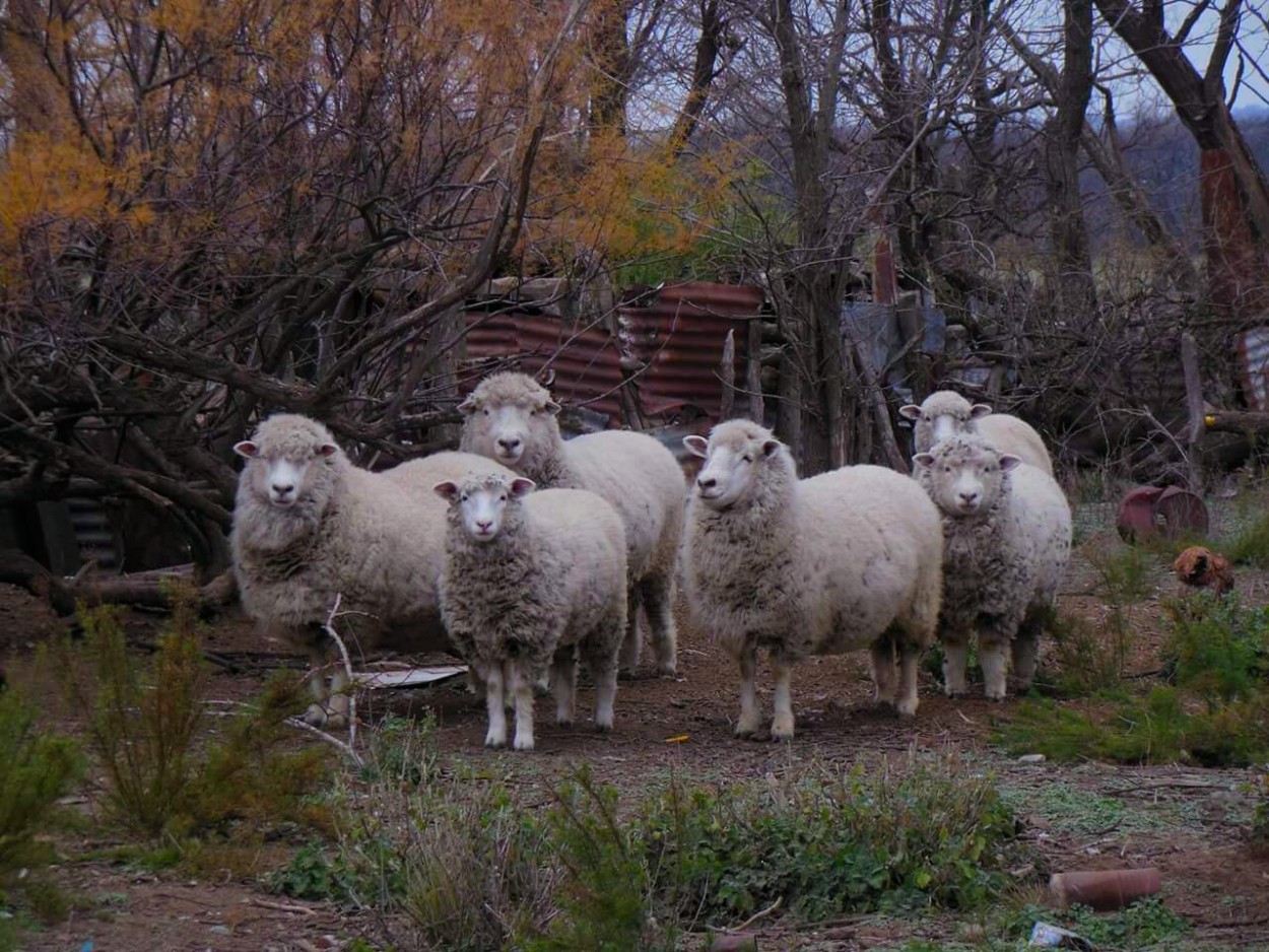 "La oveja descarriada" de Patricia Bottero