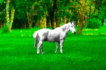el blanco caballo de....