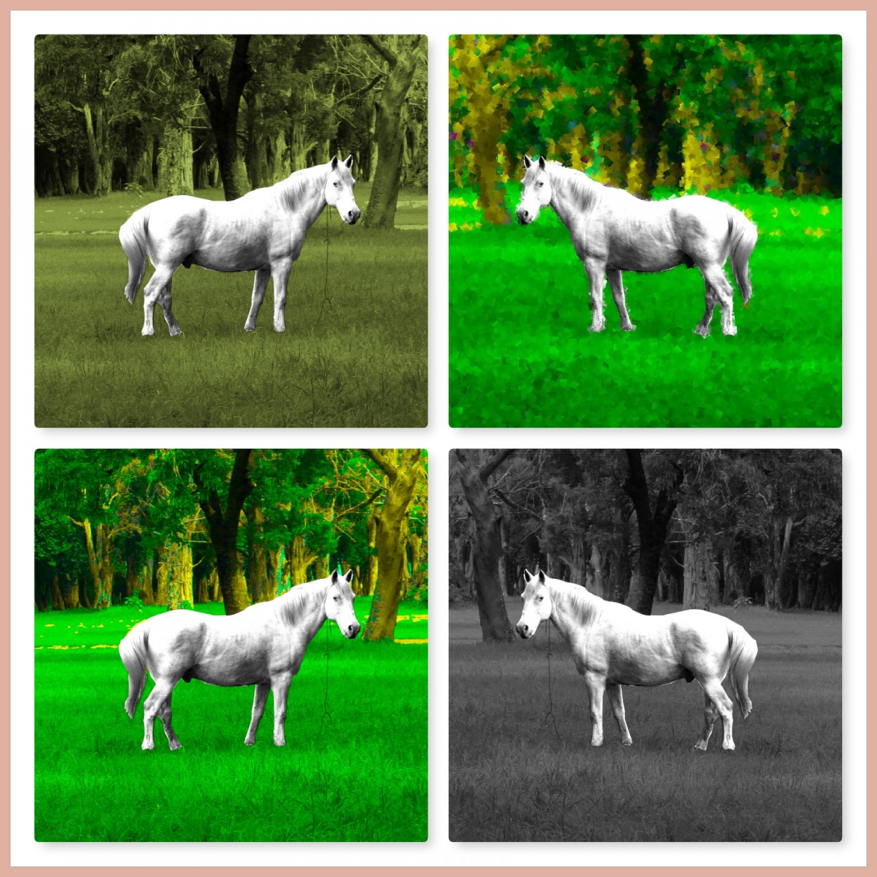 "4 caballos blancos" de Guillermo Covelli