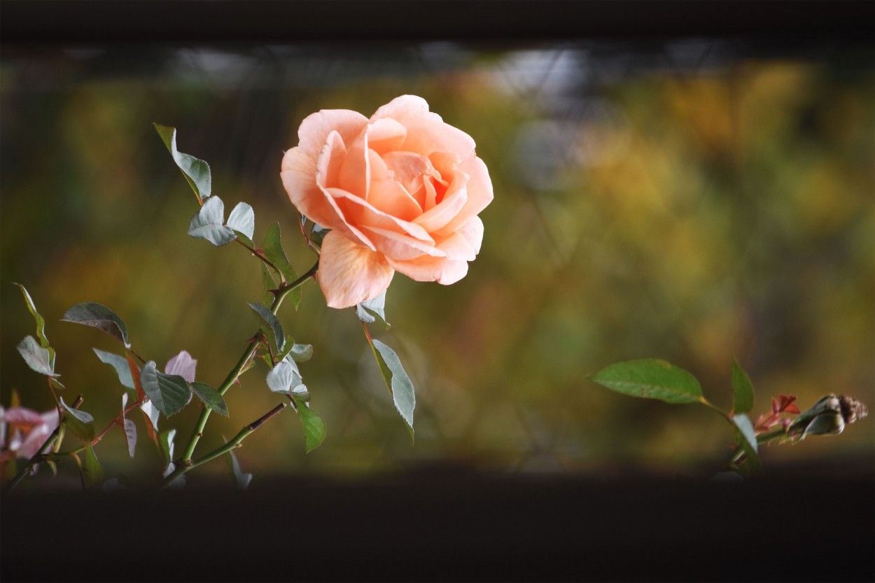 "Atraves de la ventana... una rosa." de Gustavo Hernan Herrera