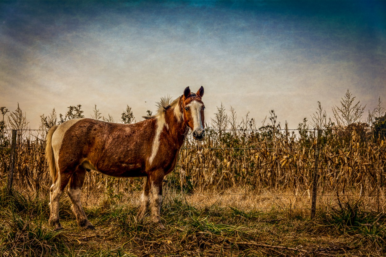 "Retrato de un caballo" de Fernando Valdez Vazquez