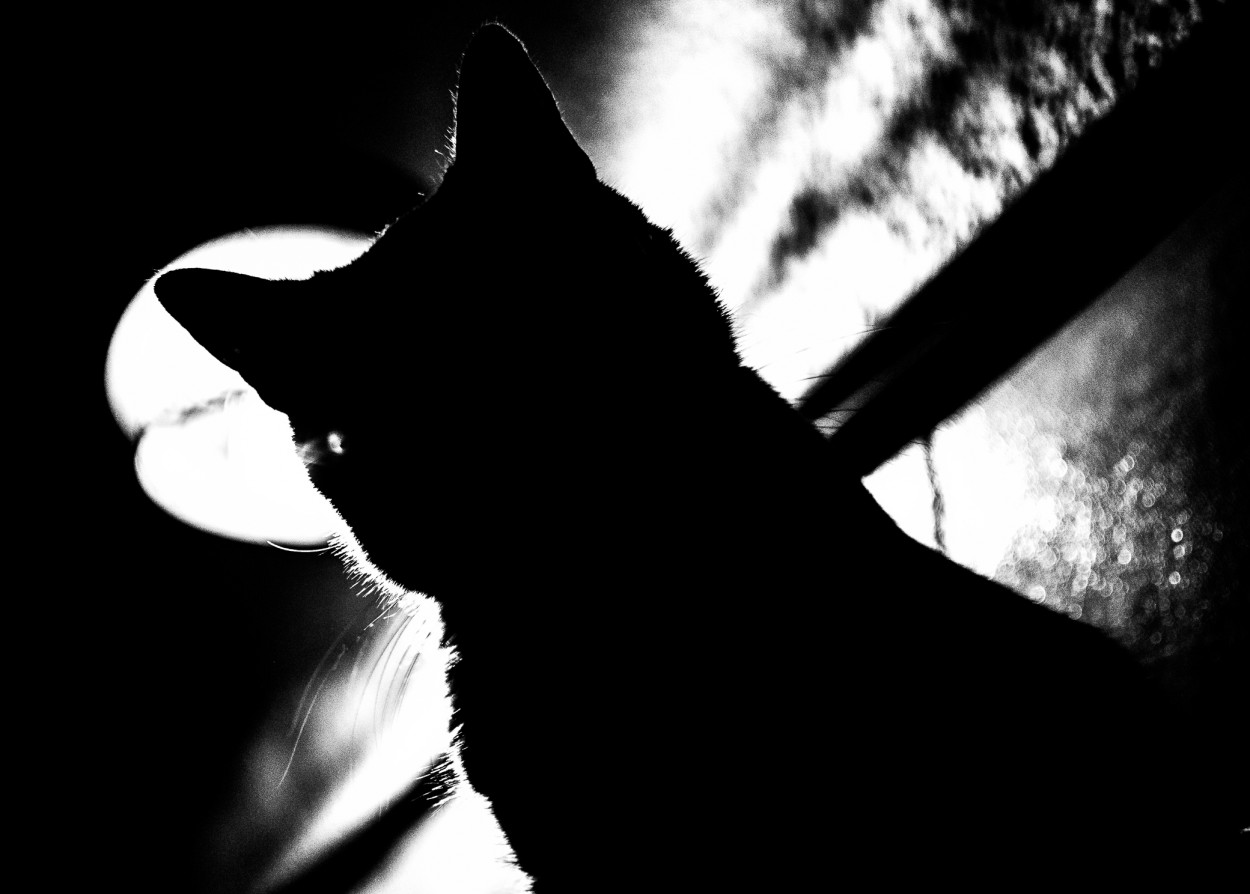 "El gato negro" de Ale Bustos