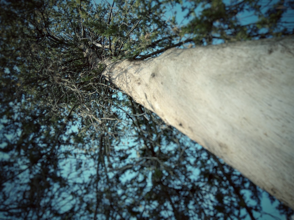"Pinus" de Mirella Kayperci