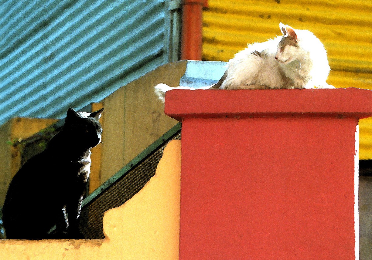 "Gatos" de Alberto Jara