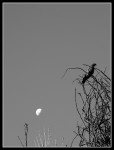 la paloma y la luna