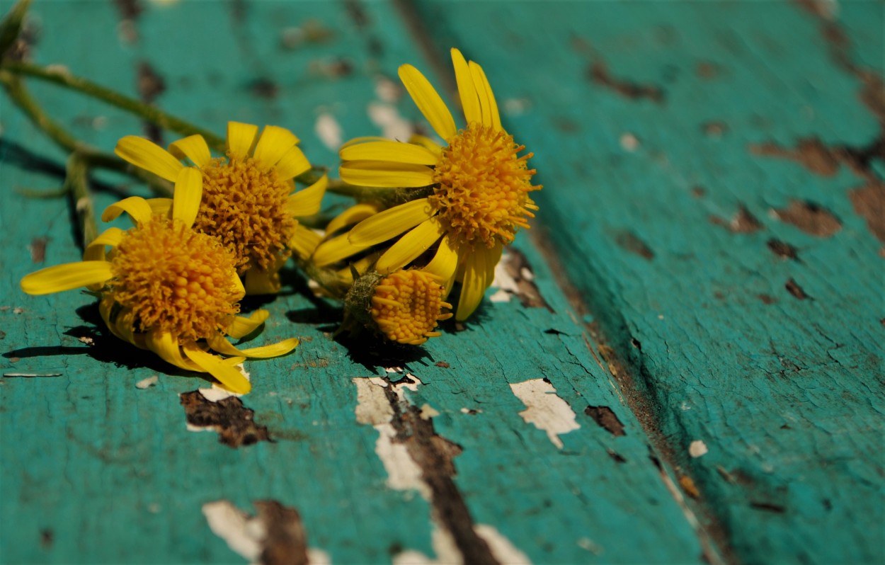 "Flores amarillas" de Monica Rollan