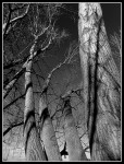 ramas troncos y sombras, cortezas