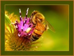 Macro-abeja