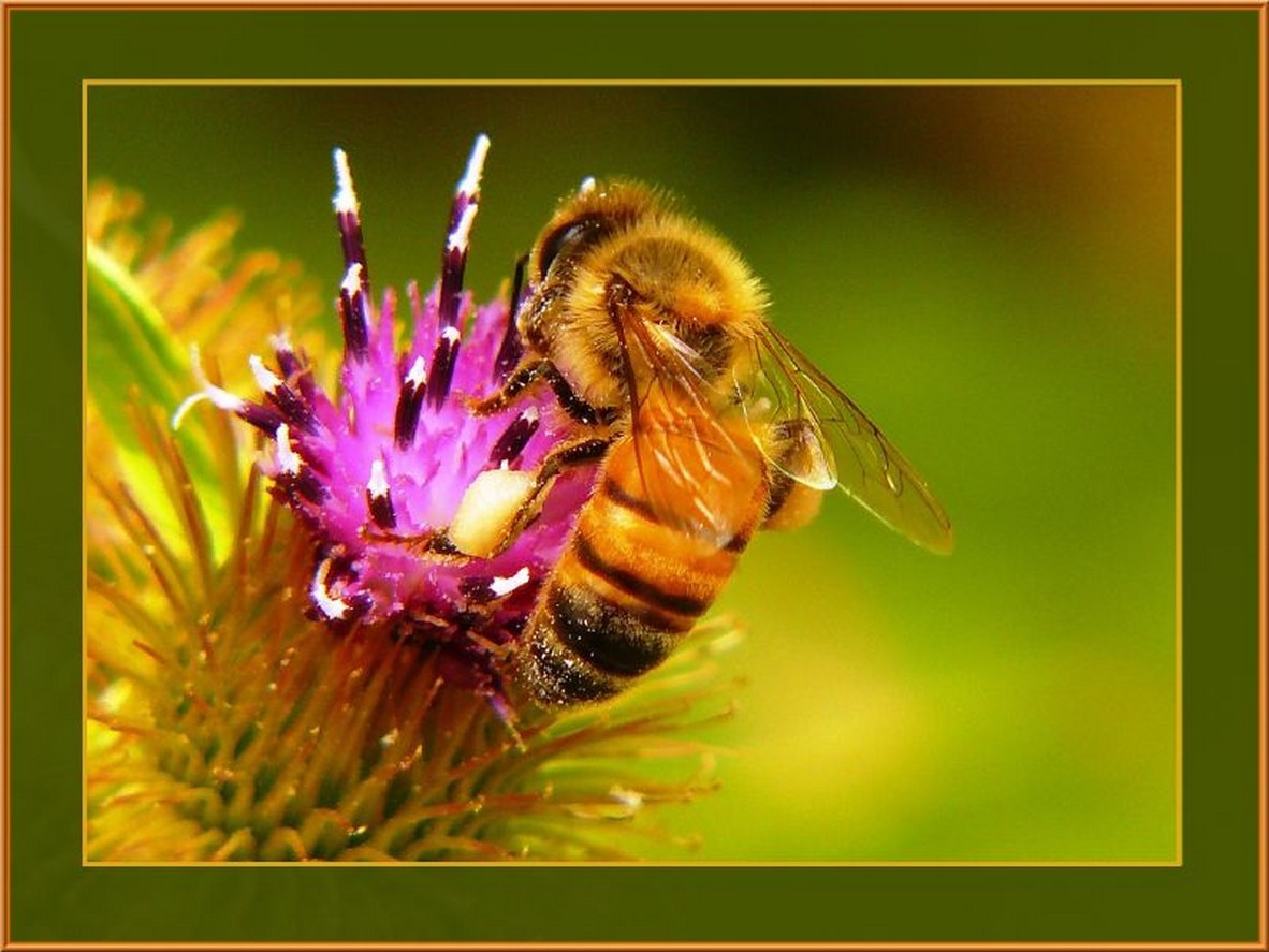 "Macro-abeja" de Ruperto Silverio Martinez