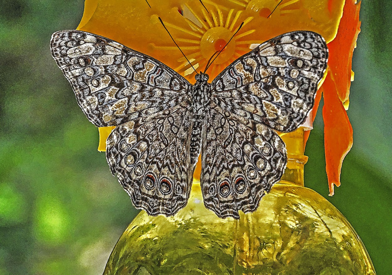 "Mariposa 1" de Ruperto Silverio Martinez