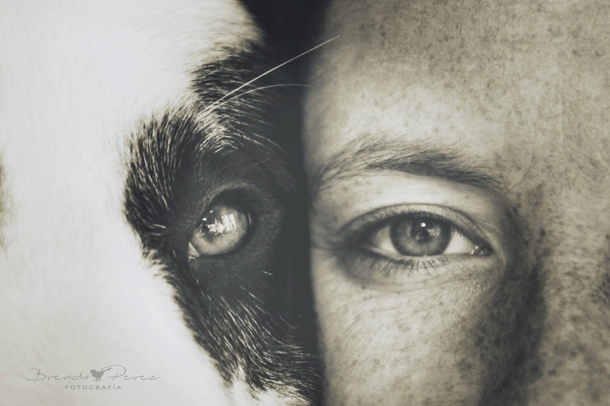 "El perro el mejor amigo del ser humano" de Brenda Perez