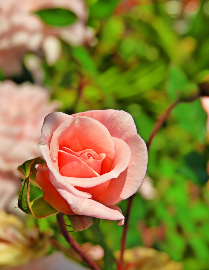 "Rosa rosa..." de Ana Maria Walter