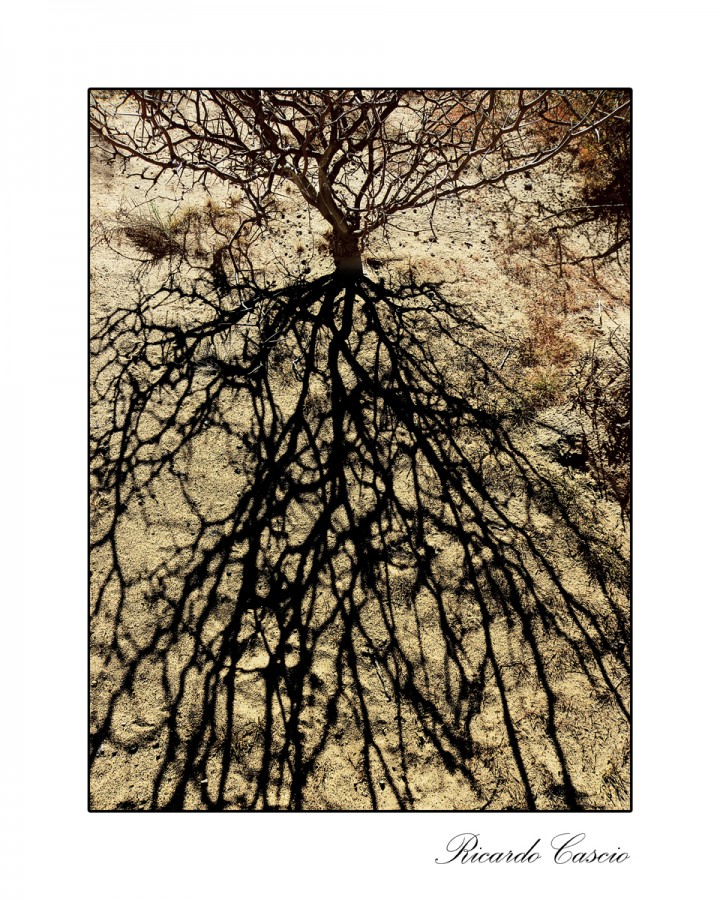 "El arbusto y su sombra" de Ricardo Cascio