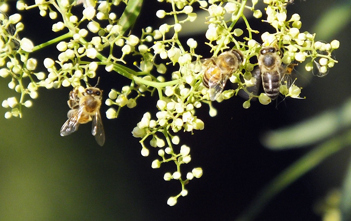 "Sem abelhas, sem alimentos..... ( Fv. ler )" de Decio Badari