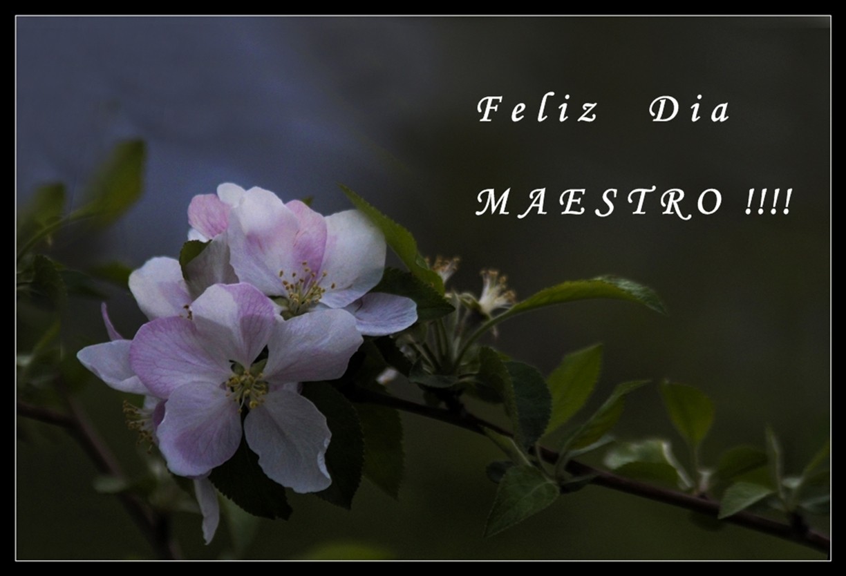 "`Dia del Maestro`" de Marta Dominici
