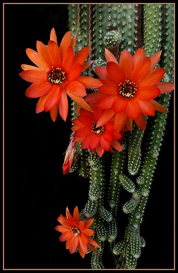 "Flor de cactus" de Ruben Perea