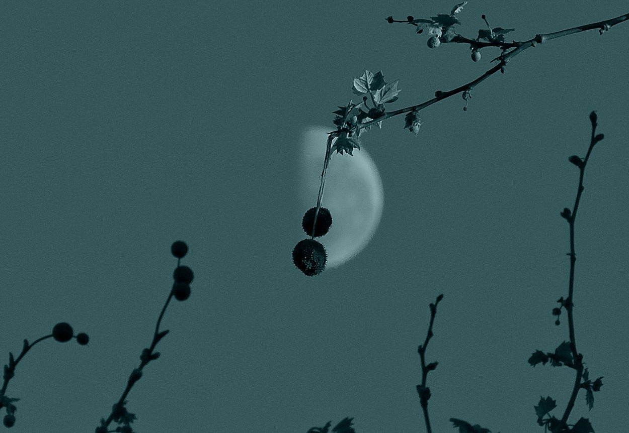 "Luna" de Silvia Olliari