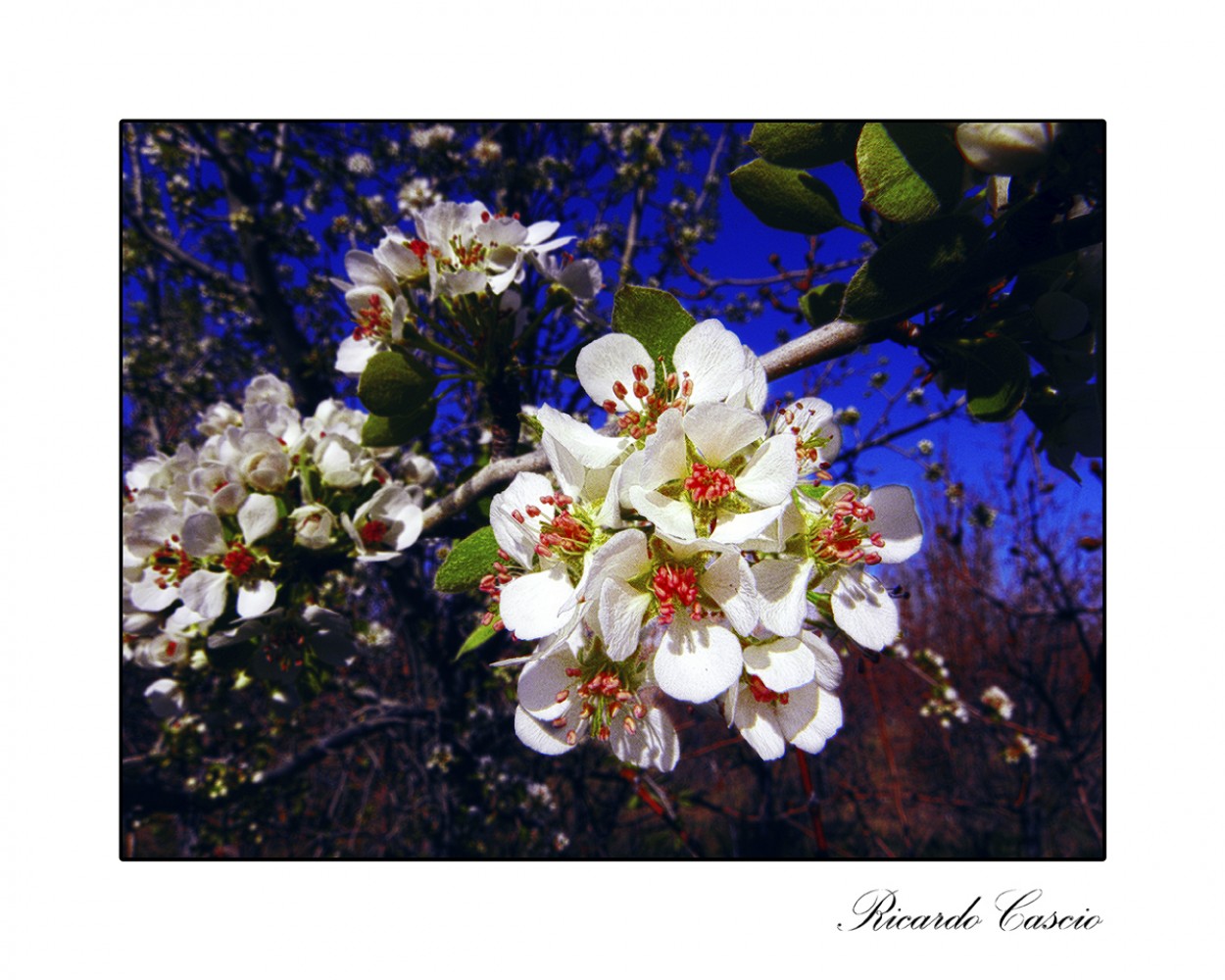 "La consagracin de la primavera" de Ricardo Cascio