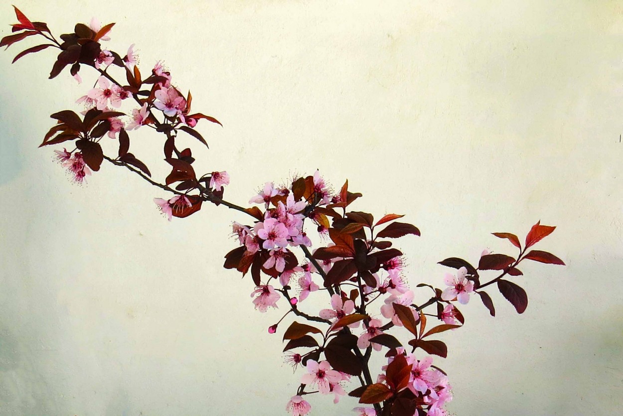 "`Y lleg la primavera`" de Iris Elizabeth Scotto