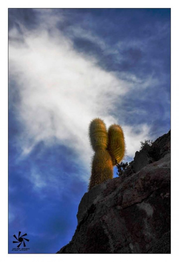 "Cactus al cielo" de Javier Adam