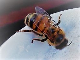 "abeja dentro del patio" de Valentn Rizzi