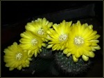 Flor de cactus II