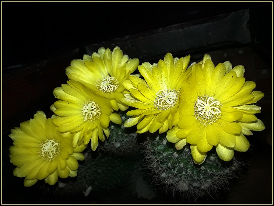 "Flor de cactus II" de Ruben Perea