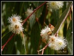 flor de eucaliptus