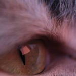 Ojo del gato