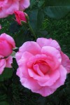 `Aroma rosa`