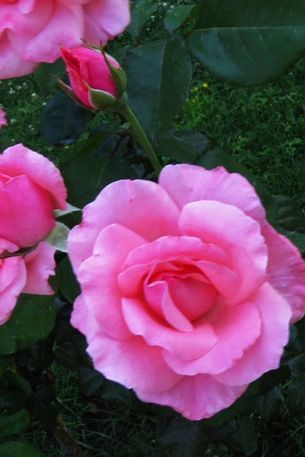 "`Aroma rosa`" de Iris Elizabeth Scotto