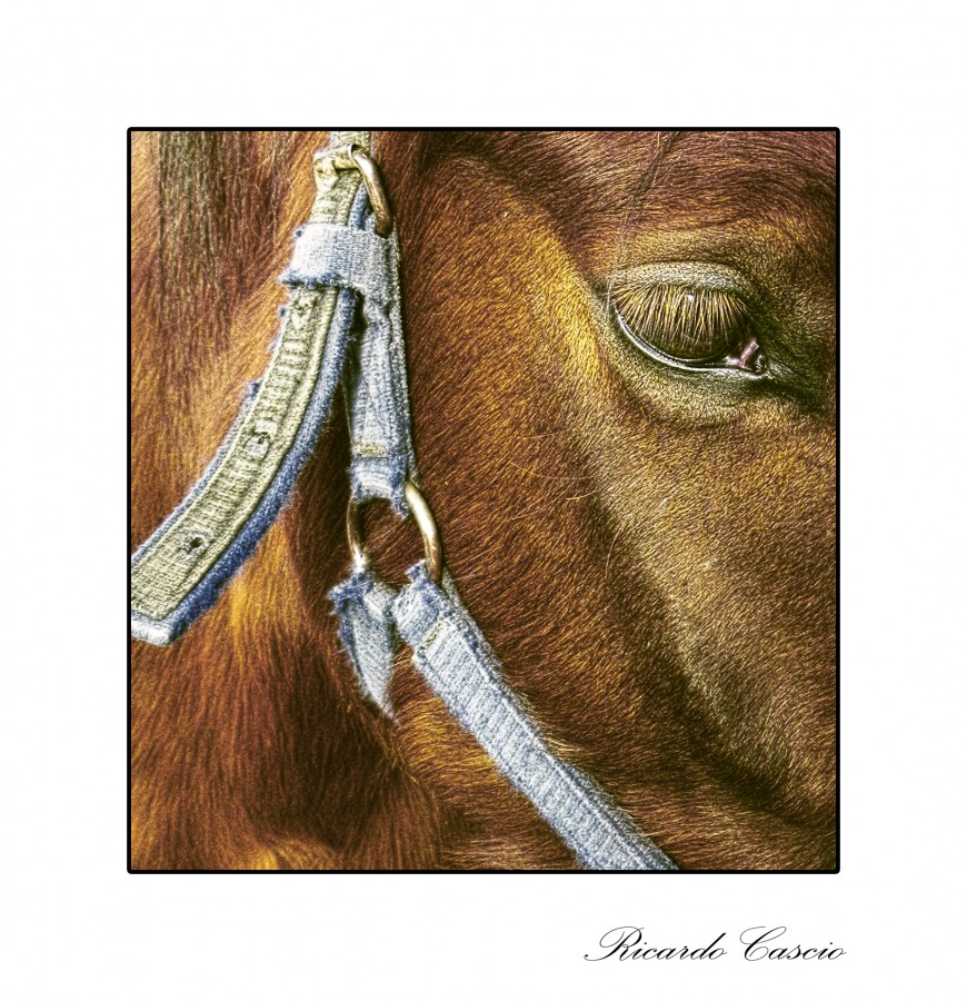 "kawell pei (caballo hermano)" de Ricardo Cascio