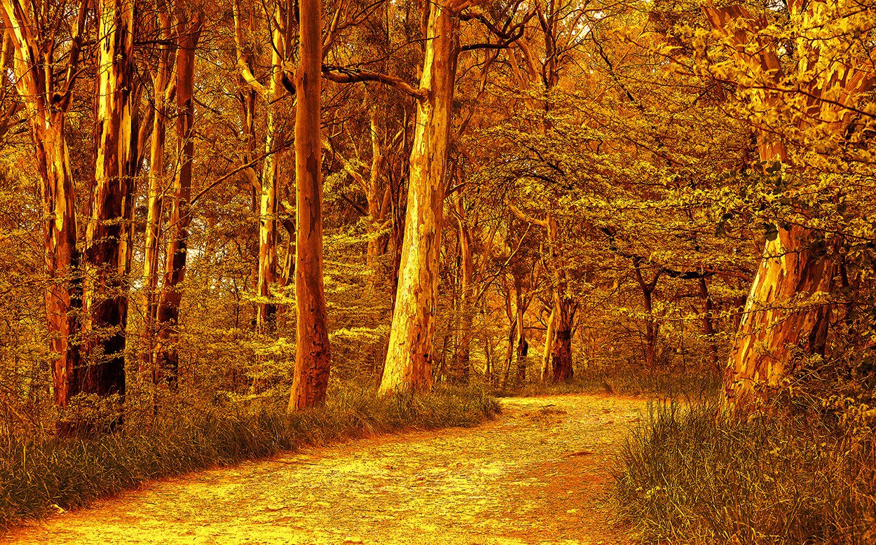 "El bosque encantado." de Gerardo Saint Martn