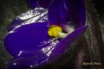 Violeta Alpina