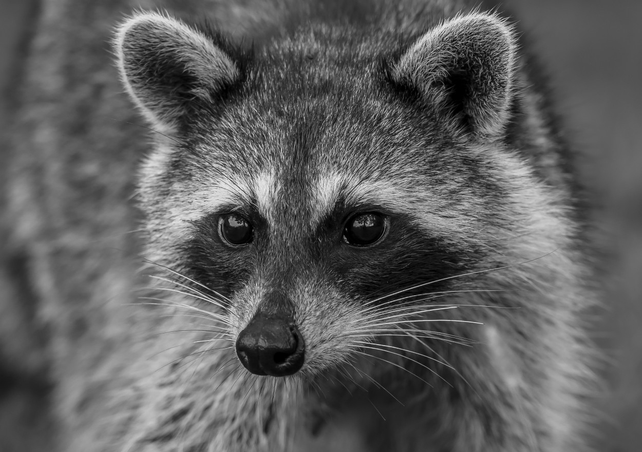 "Raccoon" de Adrin De La Paz Rodrguez