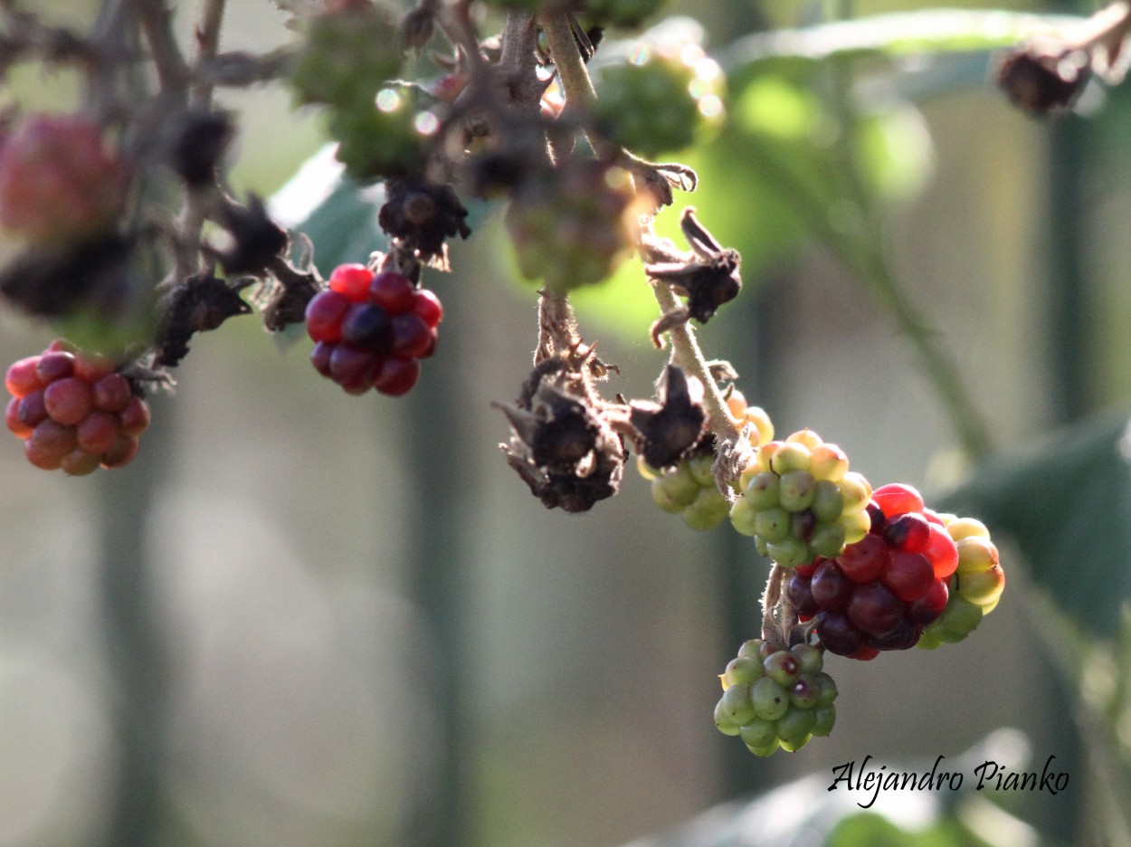 "Berries a contraluz" de Alejandro Pianko